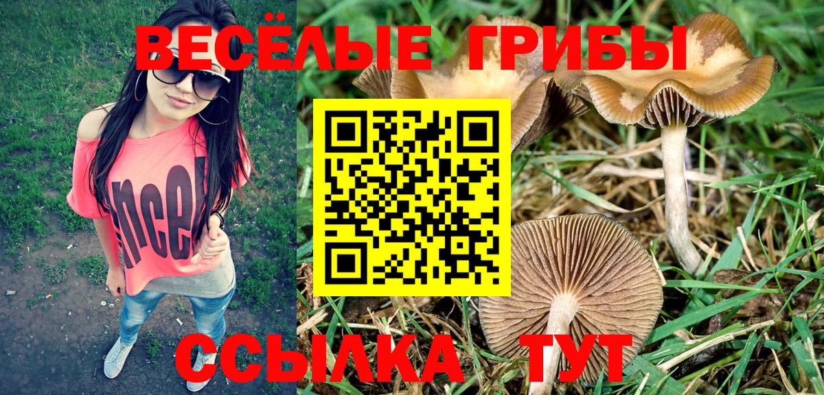 Волжский  Псилоцибиновые грибы Psilocybe  Вход с VPN  Галлюциногенные грибы прущие грибы 
